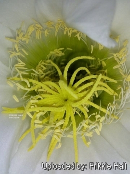 Echinopsis werdermanniana