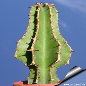 13452 cactus-art Cactus Art