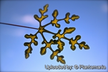 28394 plantemania © Plantemania