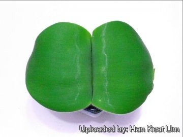 25816 han_keat Han Keat Lim