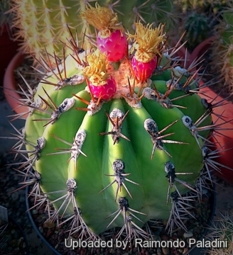 27731 RapCactus Raimondo Paladini