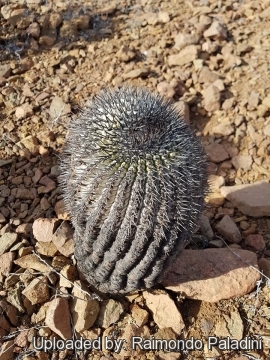 30247 RapCactus Raimondo Paladini