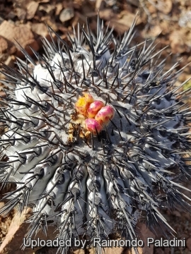 30248 RapCactus Raimondo Paladini