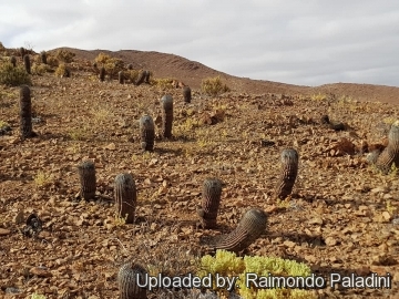 30249 RapCactus Raimondo Paladini