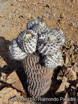 30250 RapCactus Raimondo Paladini