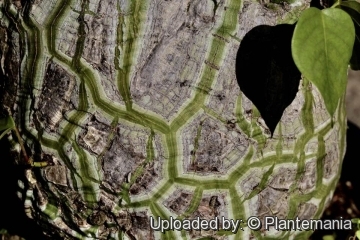 28488 plantemania © Plantemania