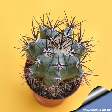 14447 cactus-art Cactus Art