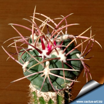 790 cactus-art Cactus Art