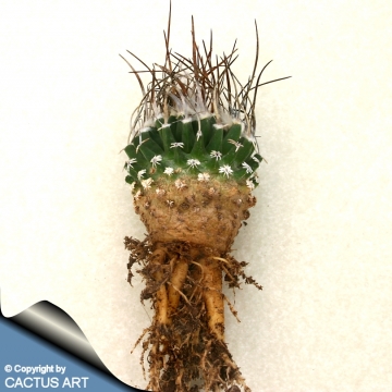 9654 cactus-art Cactus Art