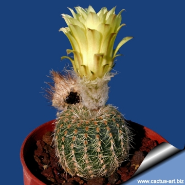 4356 cactus-art Cactus Art