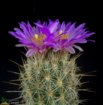 Thelocactus Hastifer