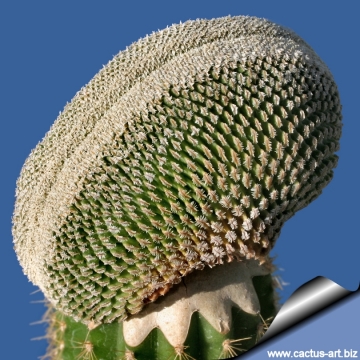 5126 cactus-art Cactus Art