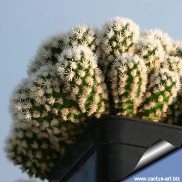12176 cactus-art Cactus Art