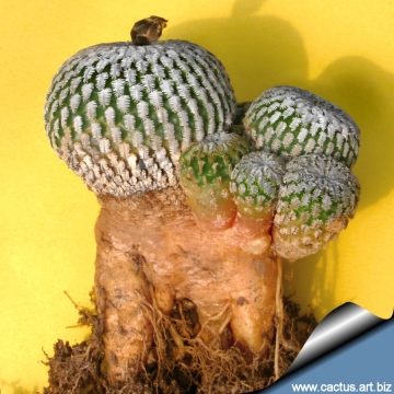 8050 cactus-art Cactus Art