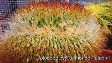 27480 RapCactus Raimondo Paladini