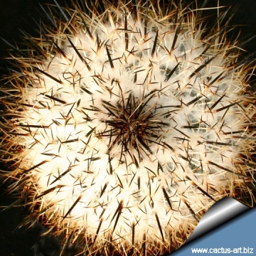 9611 cactus-art Cactus Art