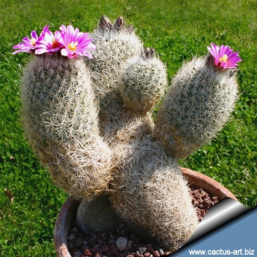 9618 cactus-art Cactus Art