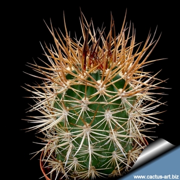 12390 cactus-art Cactus Art