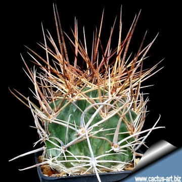 12401 cactus-art Cactus Art