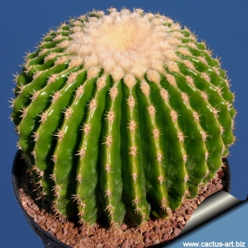 14479 cactus-art Cactus Art