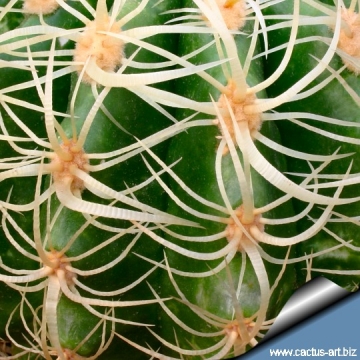 3805 cactus-art Cactus Art