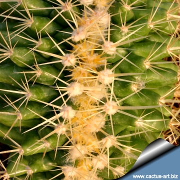 8783 cactus-art Cactus Art