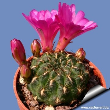 10832 cactus-art Cactus Art