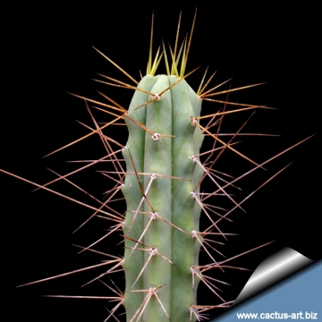 9835 cactus-art Cactus Art
