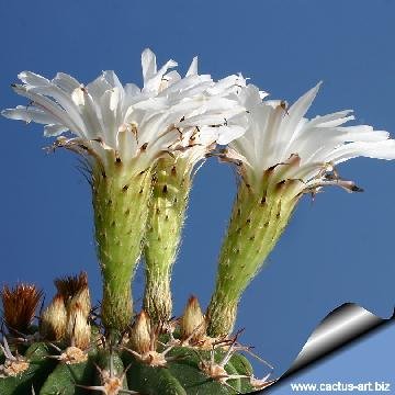 35 cactus-art Cactus Art