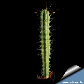 9833 cactus-art Cactus Art