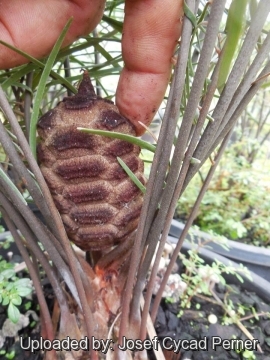 20086 josef Josef Cycad Perner 