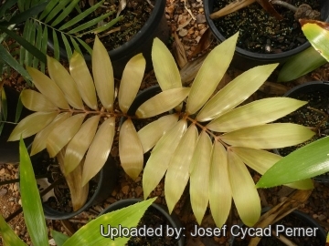 25430 josef Josef Cycad Perner 