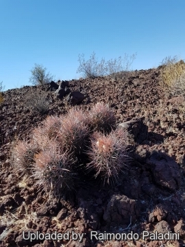 30112 RapCactus Raimondo Paladini