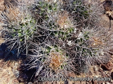 30116 RapCactus Raimondo Paladini