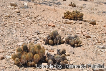 27118 RapCactus Raimondo Paladini