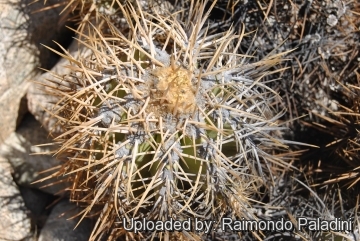 27121 RapCactus Raimondo Paladini