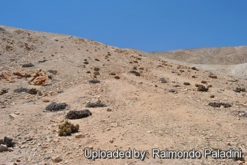 27122 RapCactus Raimondo Paladini