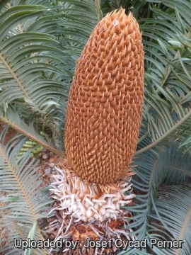 25202 josef Josef Cycad Perner 