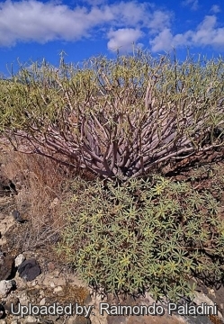 28967 RapCactus Raimondo Paladini