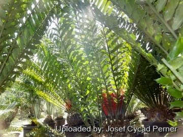 20104 josef Josef Cycad Perner