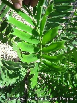 22533 josef Josef Cycad Perner