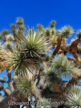 30016 RapCactus Raimondo Paladini