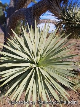 30017 RapCactus Raimondo Paladini