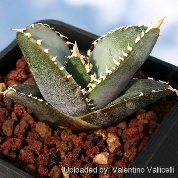 Agave titanota FO-076 Sierra Mixteca, Oaxaca, Mexico.