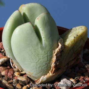 Conophytum elishae