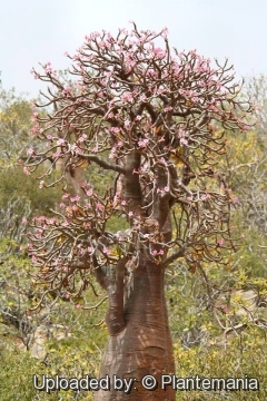 Bottle-tree desert rose (Adenium obesum socotranum) endemic to