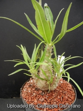 Pachypodium rosulatum var. gracilius