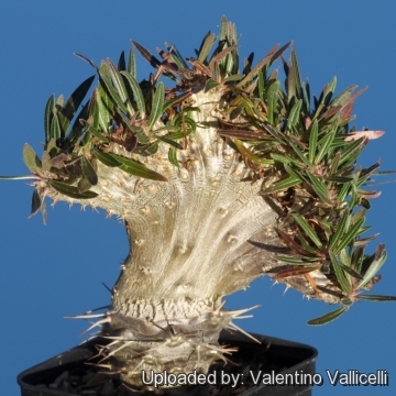 Pachypodium rosulatum subs. gracilius f. cristatum
