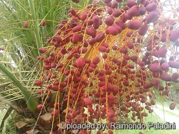 27110 RapCactus Raimondo Paladini