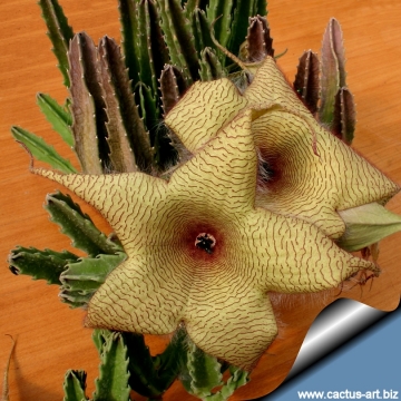 10991 cactus-art Cactus Art